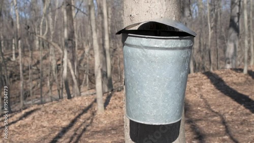 Maple Tree Galvanized Tap Bucket Slider