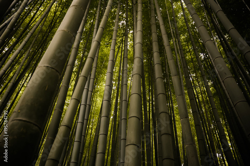 Bambusowy Las w Kyoto