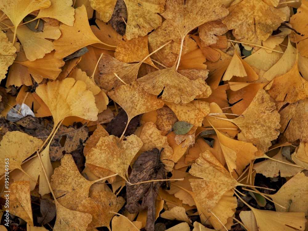 Gingkoblätter im Herbst - Hintergrund