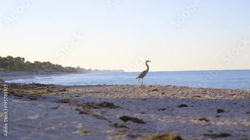 Great Blue Heron walking on a rocky beach