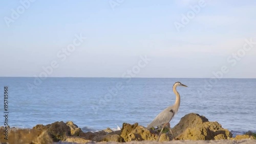 Great Blue Heron walking on a rocky beach