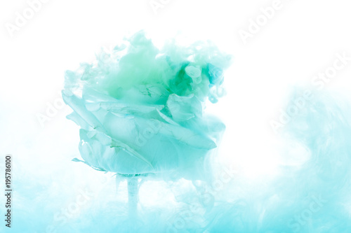 bright rose flower with gre...
