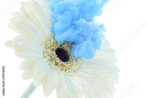 bright blue flower with spl...