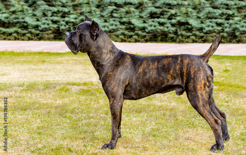 Cane Corso in profile. The Cane Corso stands on the green grass in the park.
Cane Corso in profile. The Cane Corso stands on the green grass in the park.