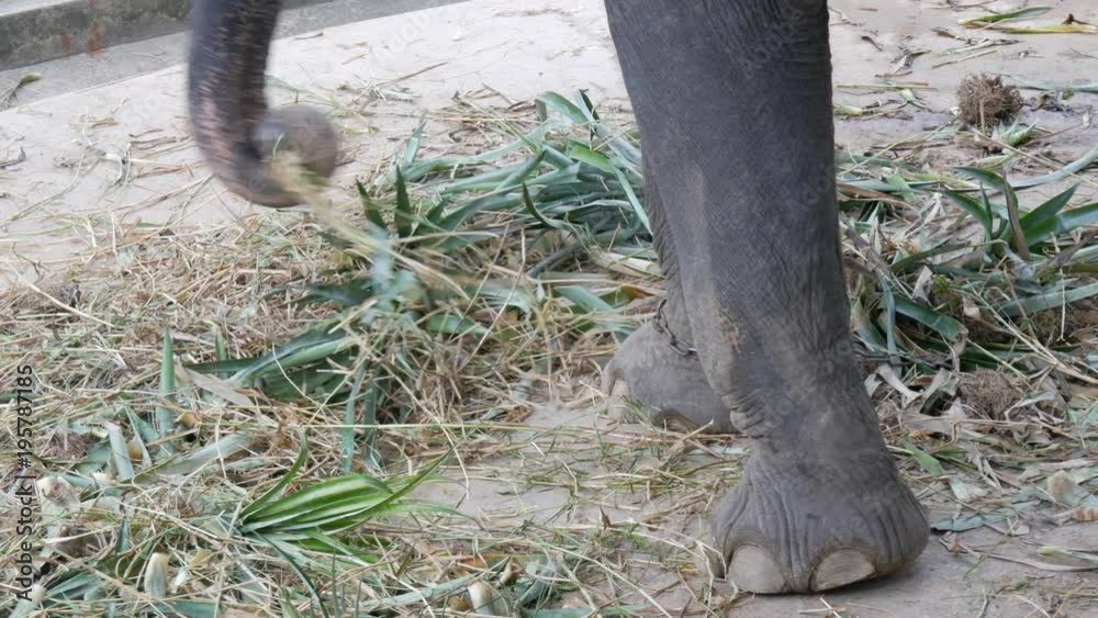 Chained to the ground with chain elephant eating grass with a trunk Chained to the ground with chain elephant eating grass with a trunk