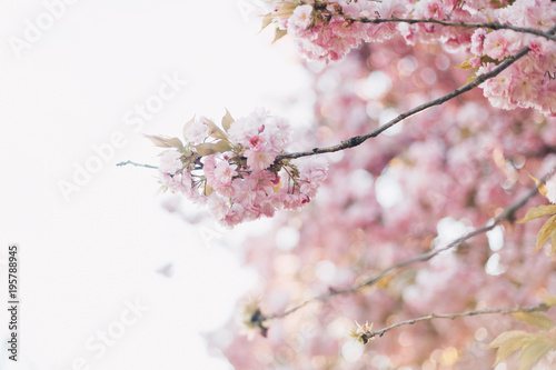 Closeup of cherry blossoms with blurred background and warm filter © Olha Sydorenko