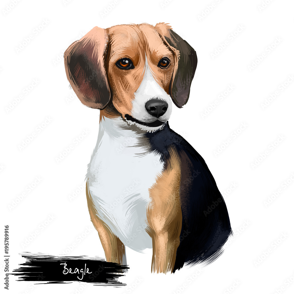 Beagle small scent hound breed dog digital art illustration isolated on white background. English origin, tricolor, hunting hare, detection dog. Cute pet hand drawn portrait. Graphic clip art design