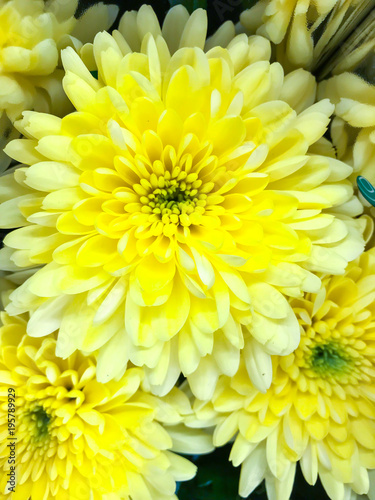 Yellow floral background of chrysanthemum