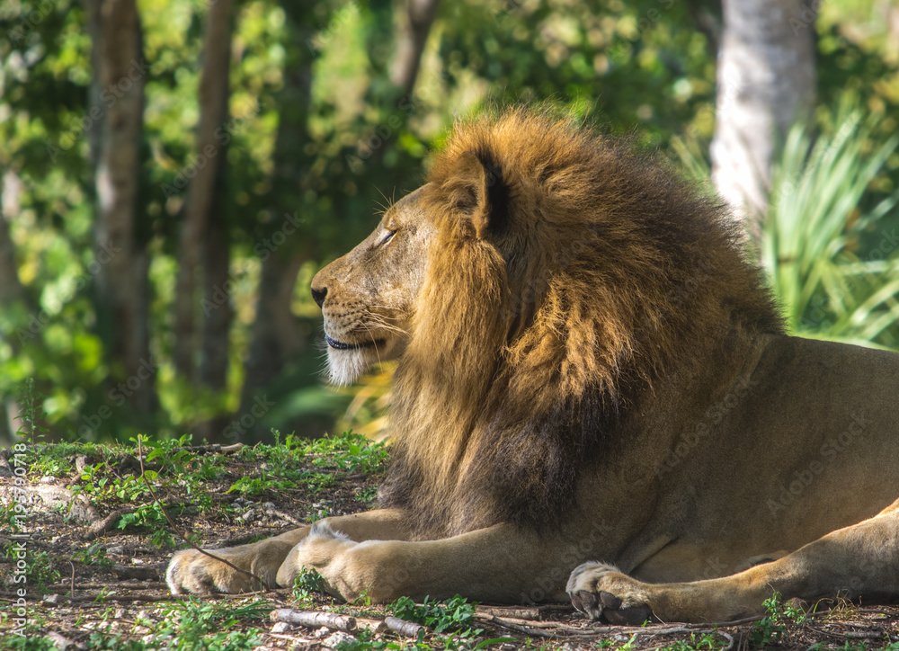 Obraz premium Lion Sleeping