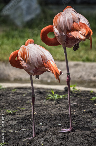 Flamingos Standing 