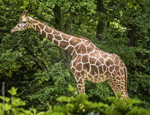 Photography Standing Giraffe