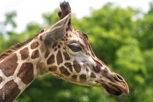 Giraffe Profile 