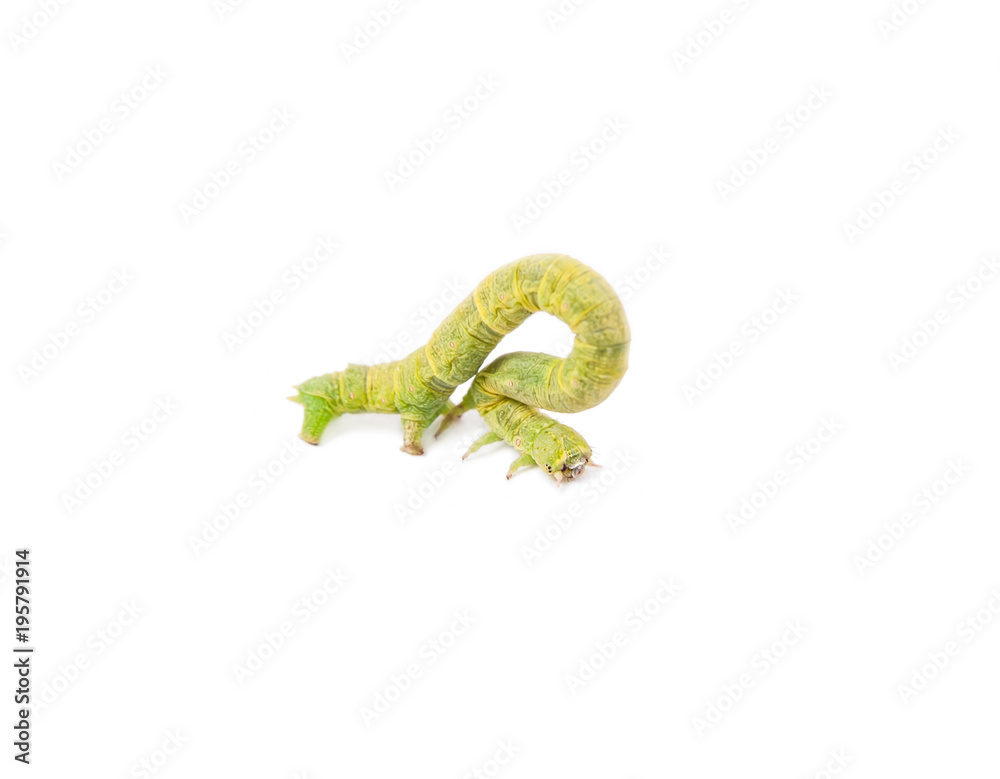 Fototapeta premium The larva or caterpillar of Geometer winter moth (Operophtera brumata) isolated on white background