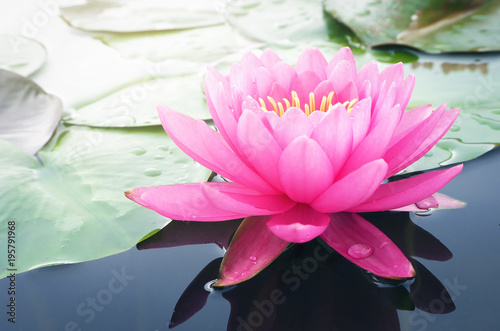 Fototapeta Naklejka Na Ścianę i Meble -  Beautiful lotus flower, lily water