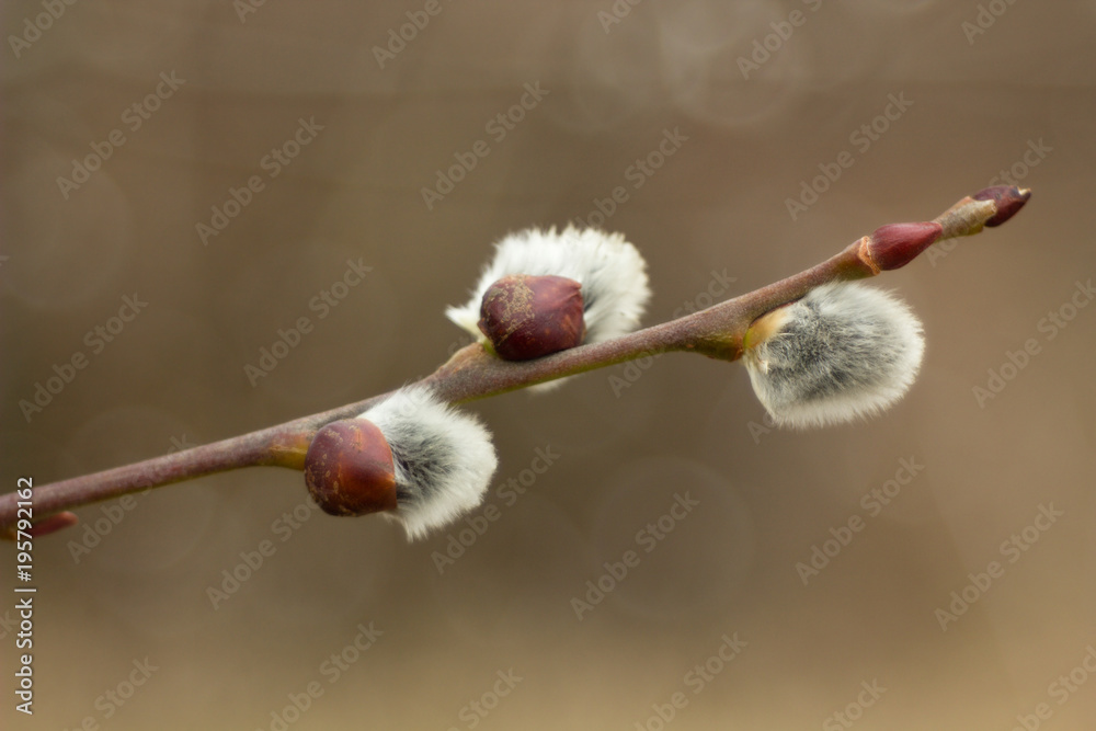 Salix discolor - Cats are one of the symbols of spring and Easter. Typically, they are twigs of the willow, with partially budding buds - flowers Salix discolor - Cats are one of the symbols of spring and Easter. Typically, they are twigs of the willow, with partially budding buds - flowers