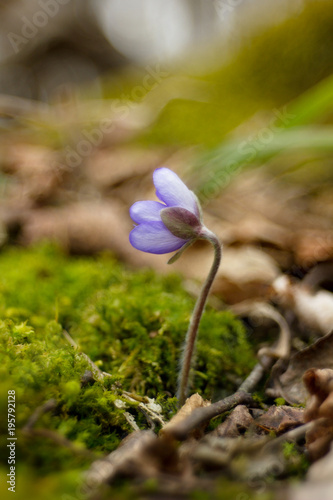 First Spring Flower Heather Hepatica nobilis Schreb photo