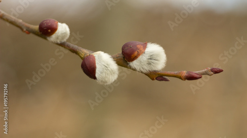 Salix discolor - Cats are one of the symbols of spring and Easter. Typically, they are twigs of the willow, with partially budding buds - flowers photo