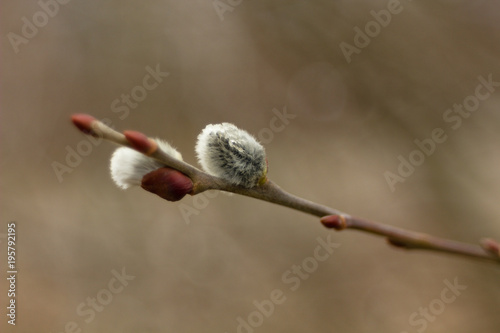 Salix discolor - Cats are one of the symbols of spring and Easter. Typically, they are twigs of the willow, with partially budding buds - flowers photo