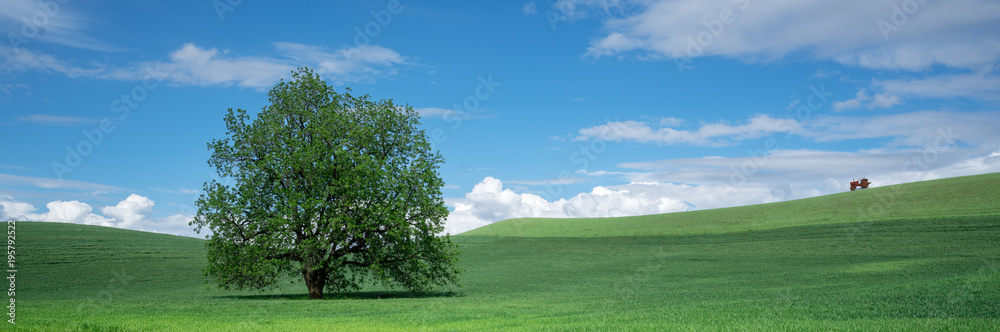 Tree in field with a tractor Tree in field with a tractor