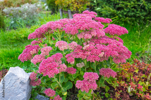 Plant Sedum prominent (lat. Sedum spectabile)