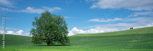 Tree in field with a tractor