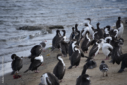 Flocks of Cormorants and  Seagulls on the beach in Punta Arenas, Chile © Mark