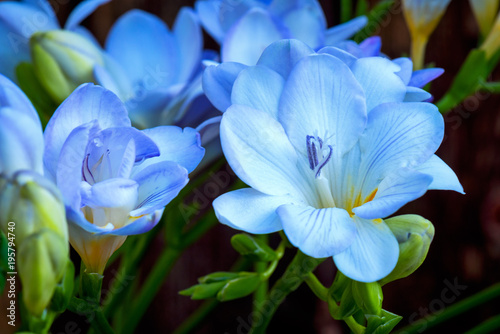 Close up of freesia flowers.