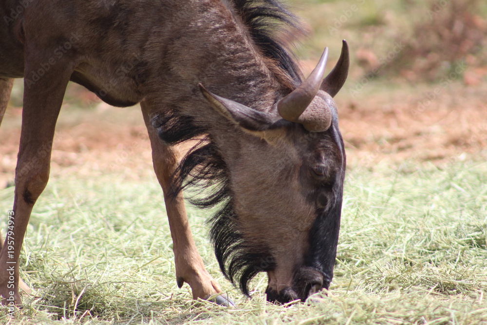 Fototapeta premium Blue wildebeest in Kruger National Park