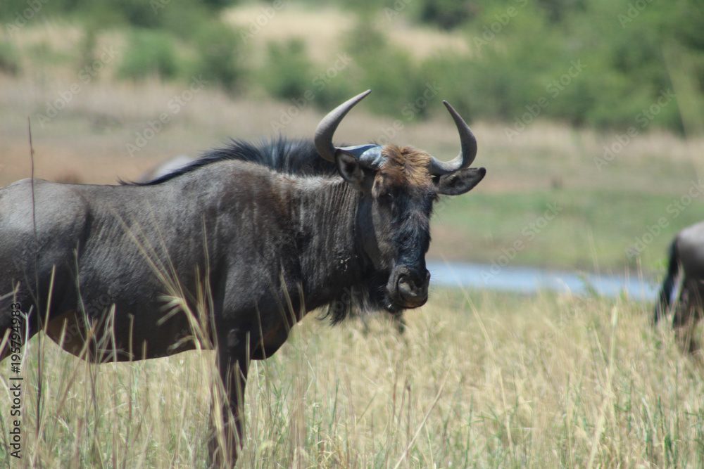 Blue wildebeest in Kruger National Park Blue wildebeest in Kruger National Park