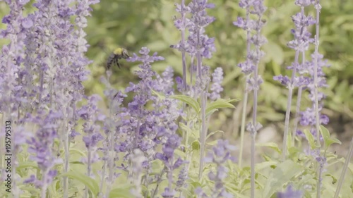 Bumble bee and lavender flowers in garden in slow motion
