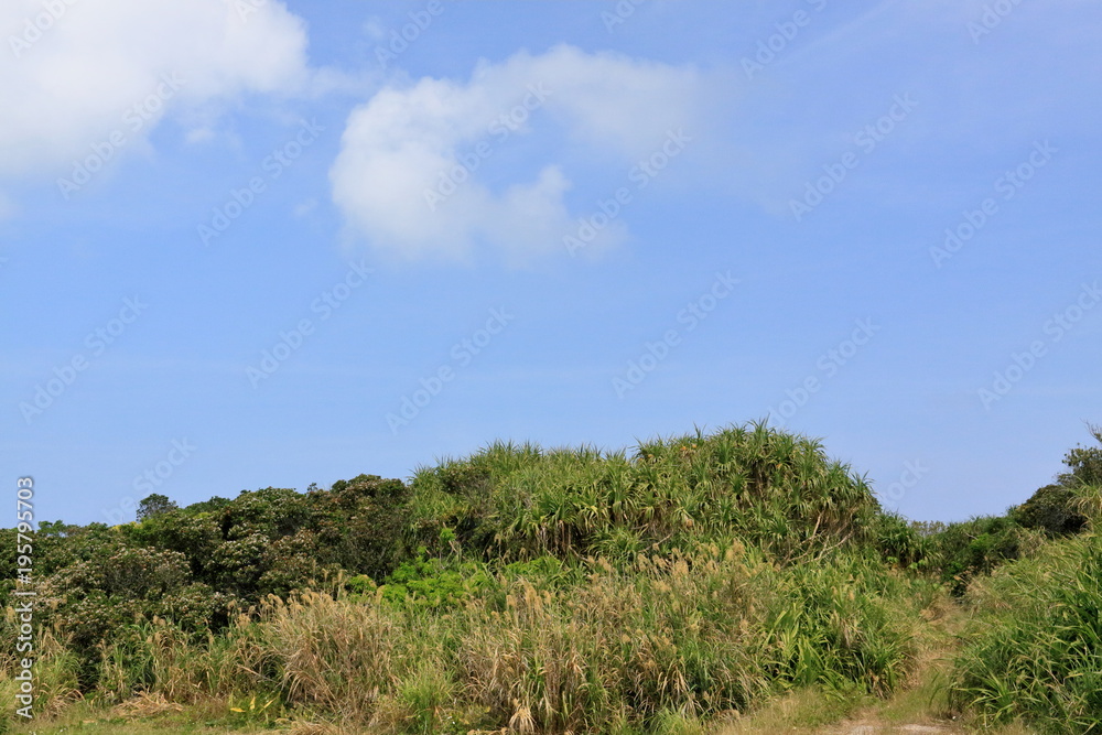 久高島の草原 久高島の草原
