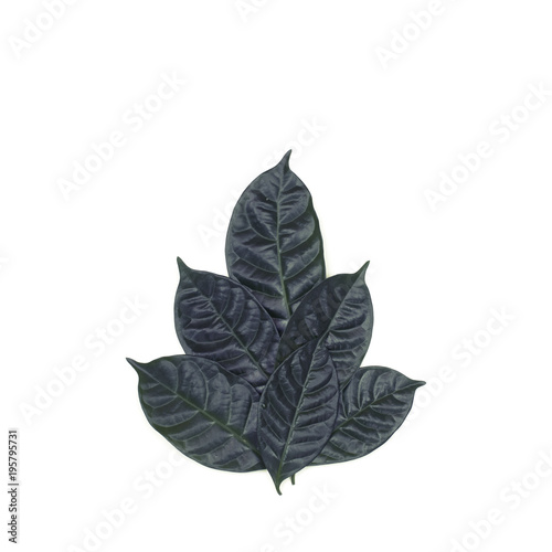 A Bush of green leaves on white isolated background.