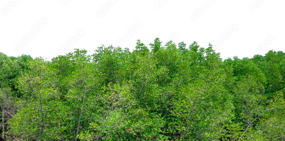 Green bush leaves tree forest isolated on white background Green bush leaves tree forest isolated on white background