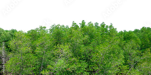 Canvas Print Green bush leaves tree forest isolated on white background