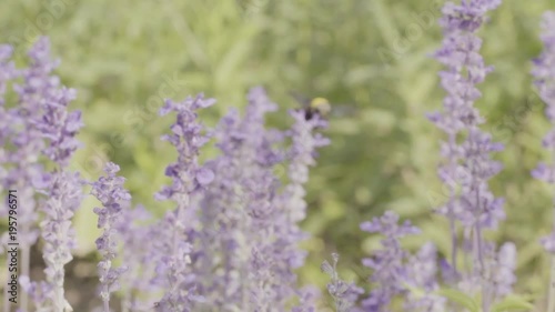 Bumble bee and lavender flowers in garden in slow motion