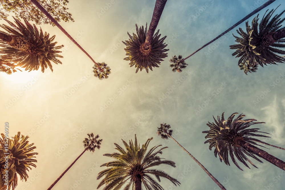 Naklejka premium Los Angeles palmy, niski kąt strzału. promienie słoneczne