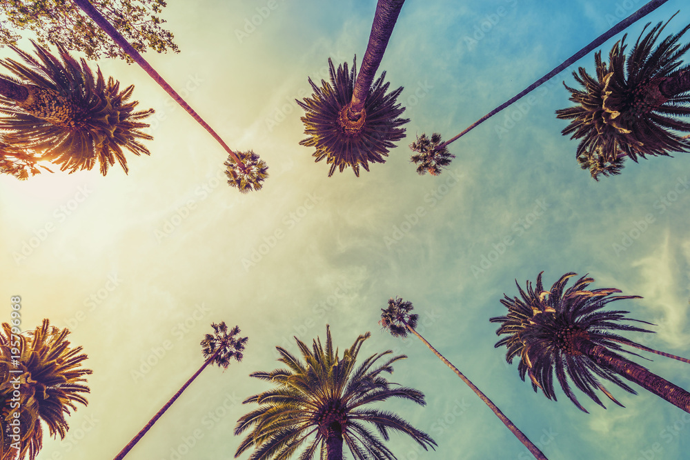 Fototapeta premium Los Angeles palmy na tle słonecznego nieba, niski kąt strzału. Vintage ton