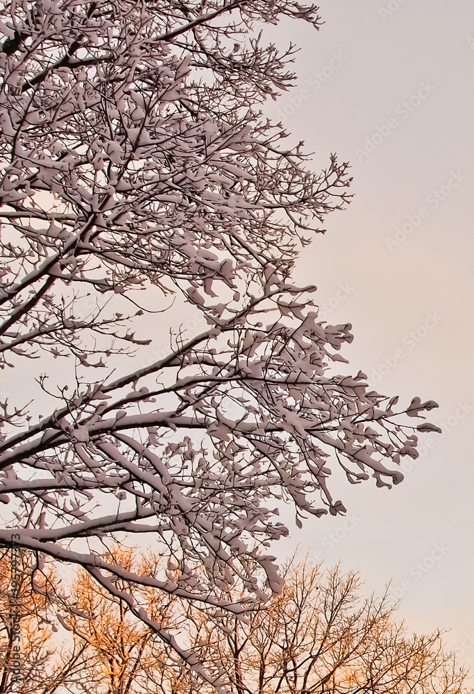 Obraz premium colorful view of snow piled tree in late afternnon lights after winter blizzard