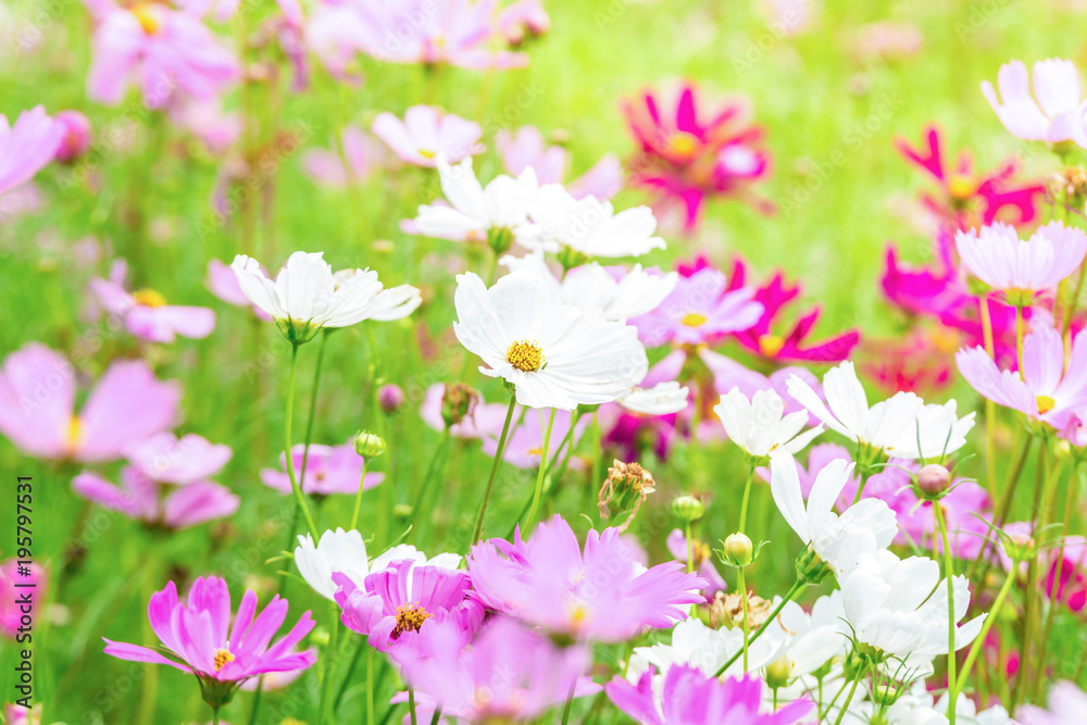 Pink and White cosmos flowers in garden ,beautiful flower