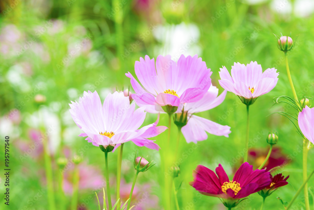 Pink and White cosmos flowers in garden ,beautiful flower Pink and White cosmos flowers in garden ,beautiful flower