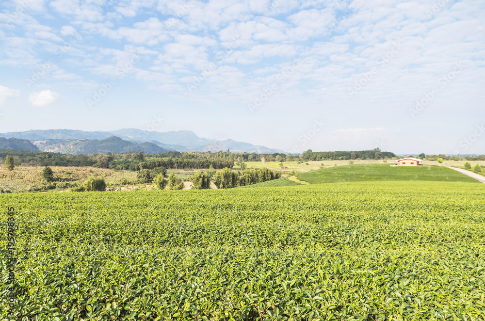 Rows of green terraced Choui Fong tea plantation on highland at Mae jan Chiang Rai, Thailand.