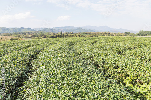 Rows of green terraced tea plantation on highland at Doi Mae Salong, Chiang Rai, Thailand. photo