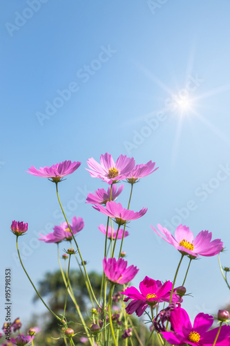 close up colorful pink cosmos flowers blooming in the field on sunny day with blue sky background 
