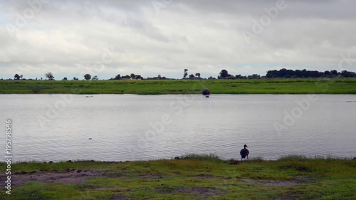 Chobe river in Botswana with hippo
