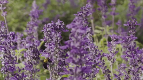 Bumble bee and lavender flowers in garden in slow motion