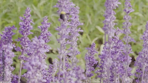 Bumble bee and lavender flowers in garden in slow motion