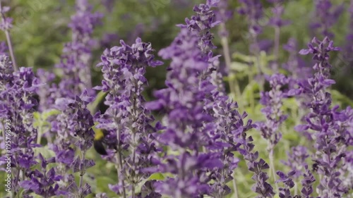 Bumble bee and lavender flowers in garden in slow motion