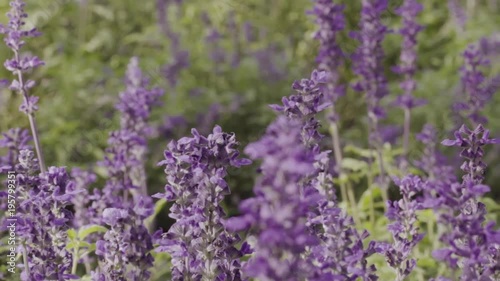 Bumble bee and lavender flowers in garden in slow motion