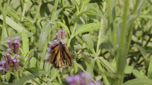 Butterfly injured healing on flowers Verbena bonariensis in natural garden in slow motion
