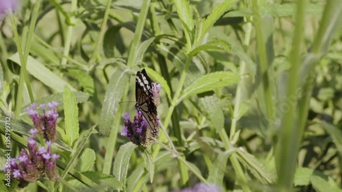 Butterfly injured healing on flowers Verbena bonariensis in natural garden in slow motion
